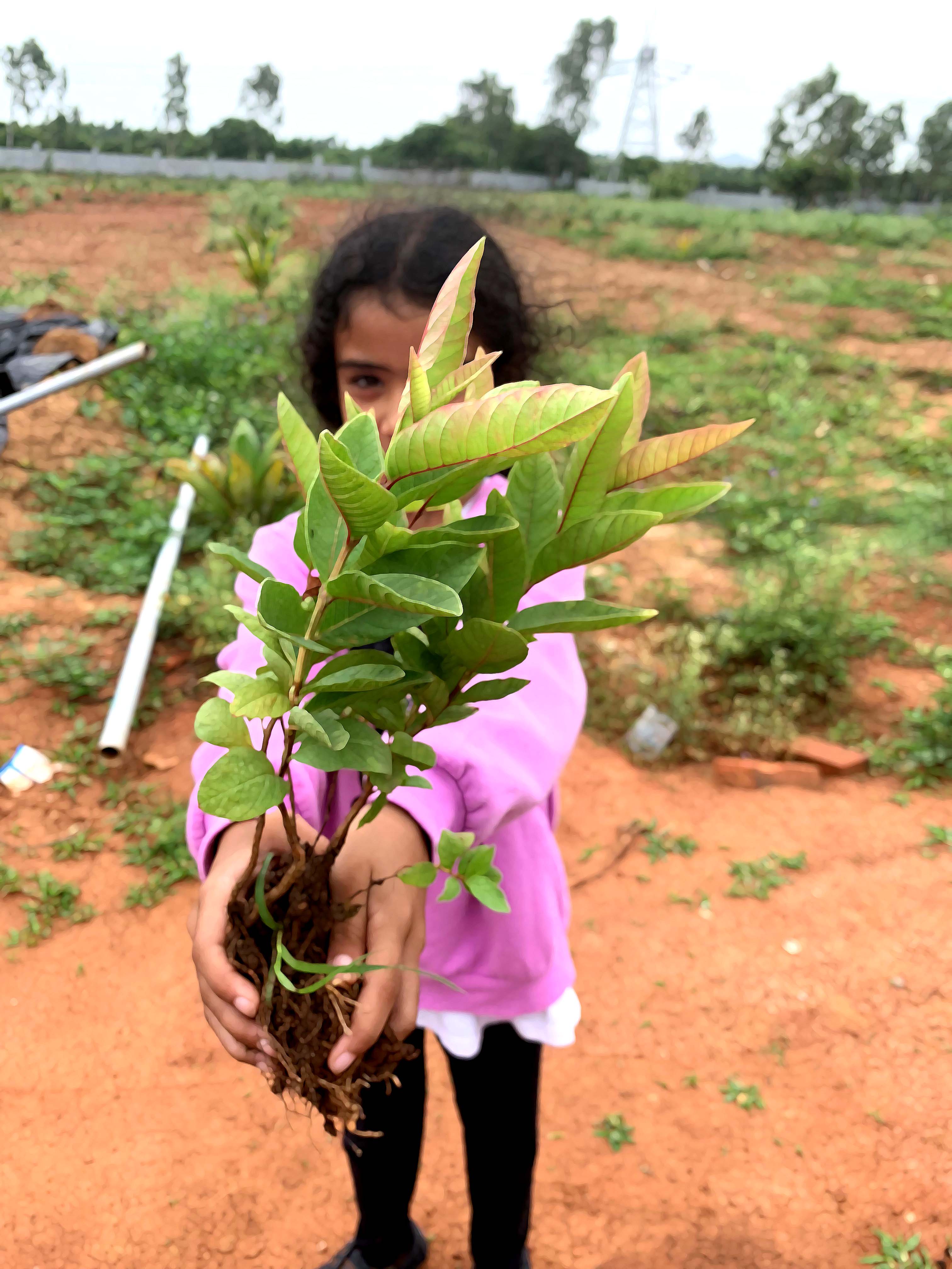 Plant One